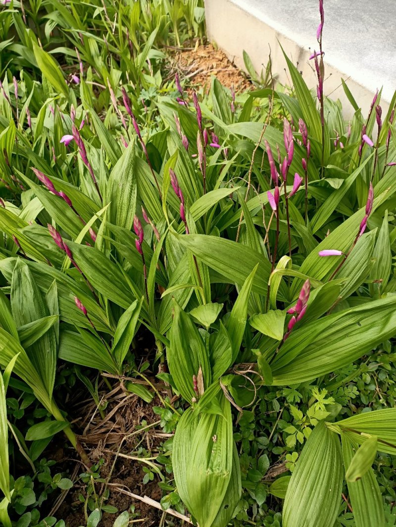 安徽紫花宽叶三叉白芨种苗白芨苗白芨种苗白芨种植