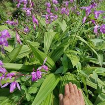 安徽紫花宽叶三叉白芨种苗白芨苗白芨种苗白芨种植
