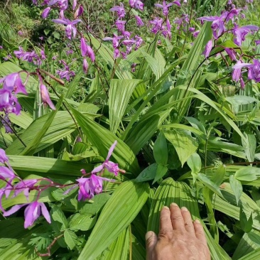 安徽紫花宽叶三叉白芨种苗白芨苗白芨种苗白芨种植