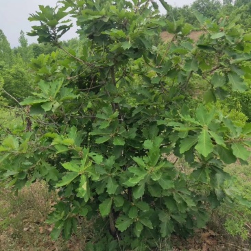 5年的无花果便宜处理了