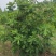 5年的无花果便宜处理了