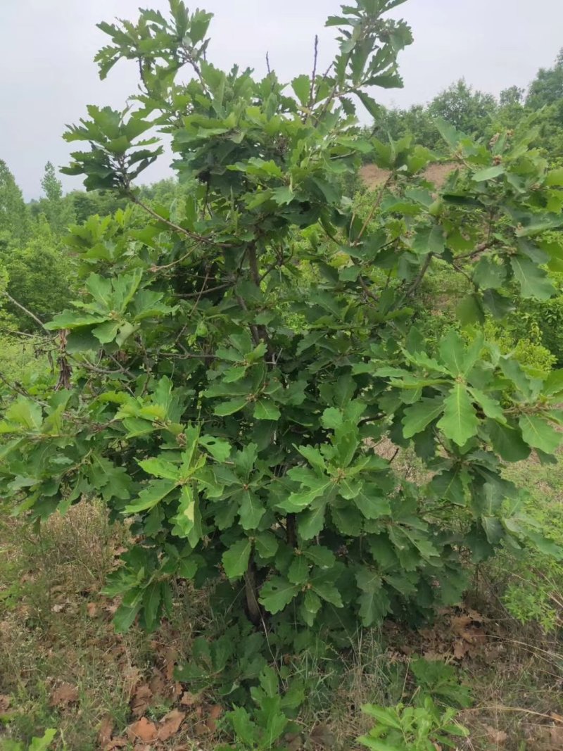5年的无花果便宜处理了