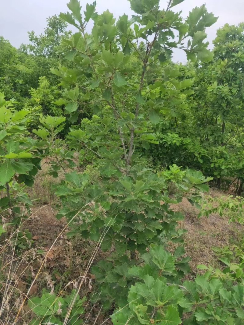 5年的无花果便宜处理了
