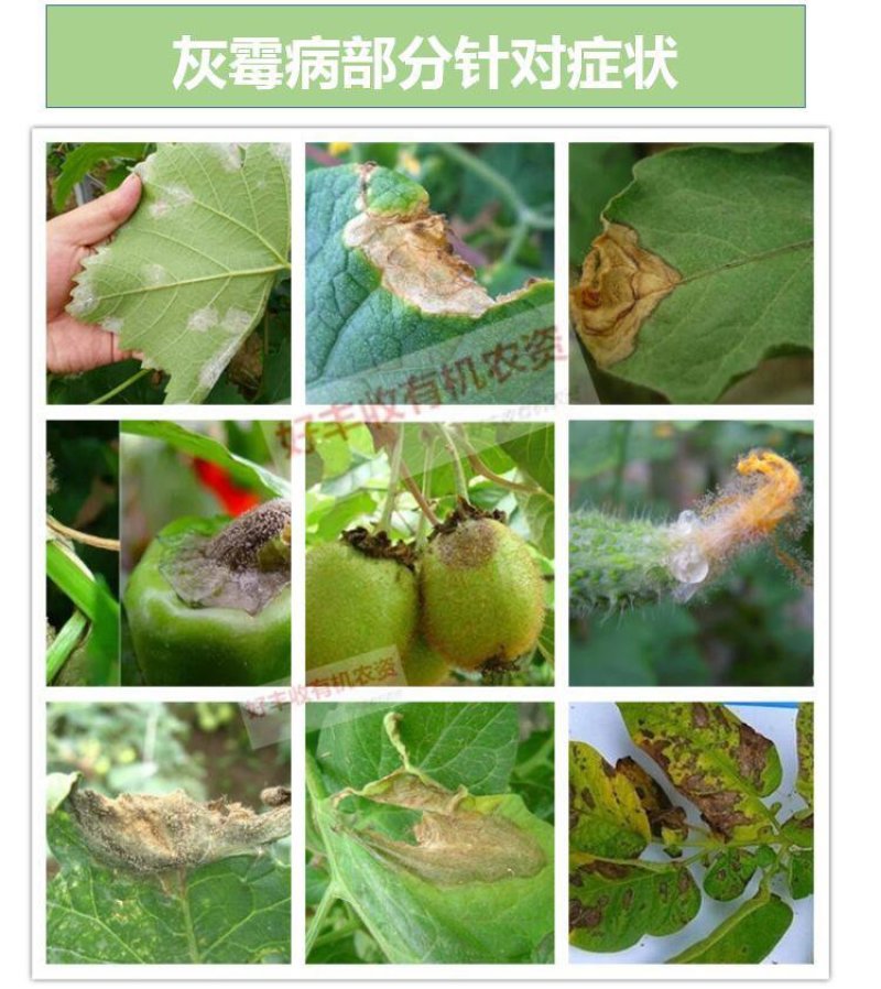 灰拳70%嘧霉胺灰霉病叶霉农药杀菌剂水分散粒剂低毒包邮