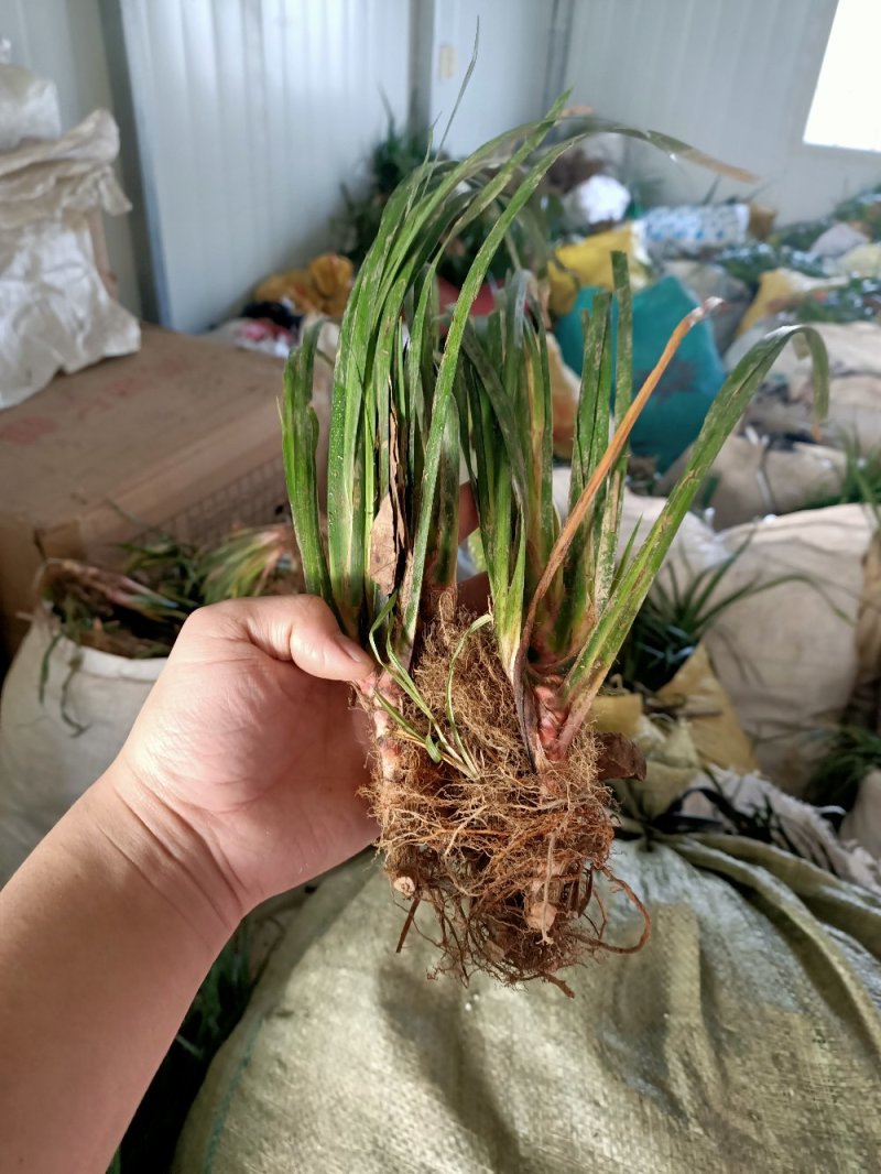 皖南宽叶石菖蒲种苗安徽石菖蒲苗石菖蒲种苗