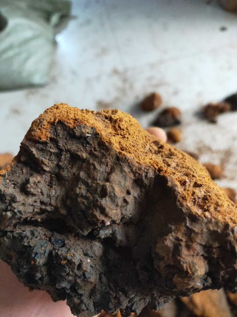 野生桦树茸白桦茸货好量大俄罗斯进口