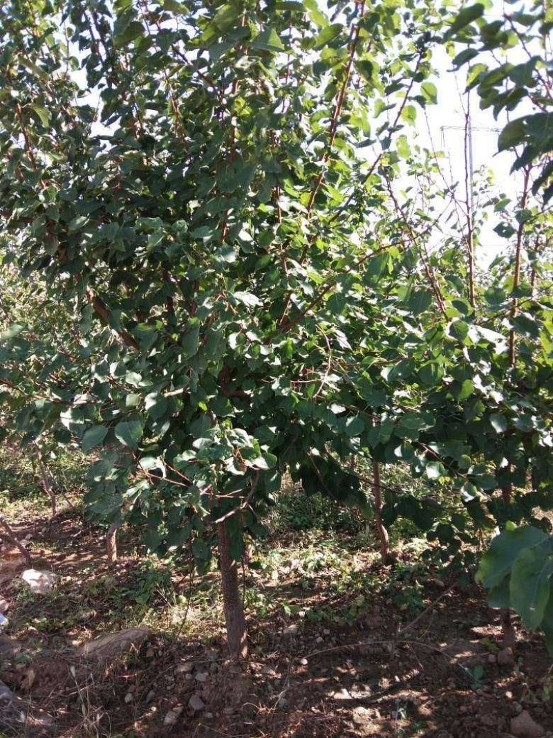 杏树（3~20公分）