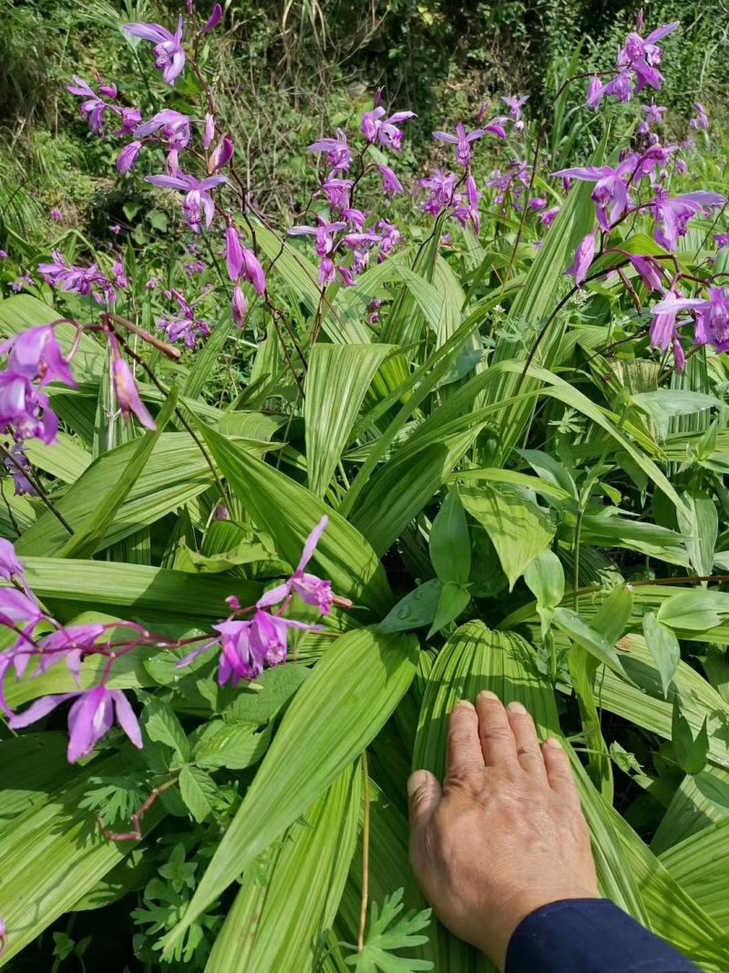 白芨苗紫花宽叶三叉大白芨基地直发安徽紫花三叉白芨