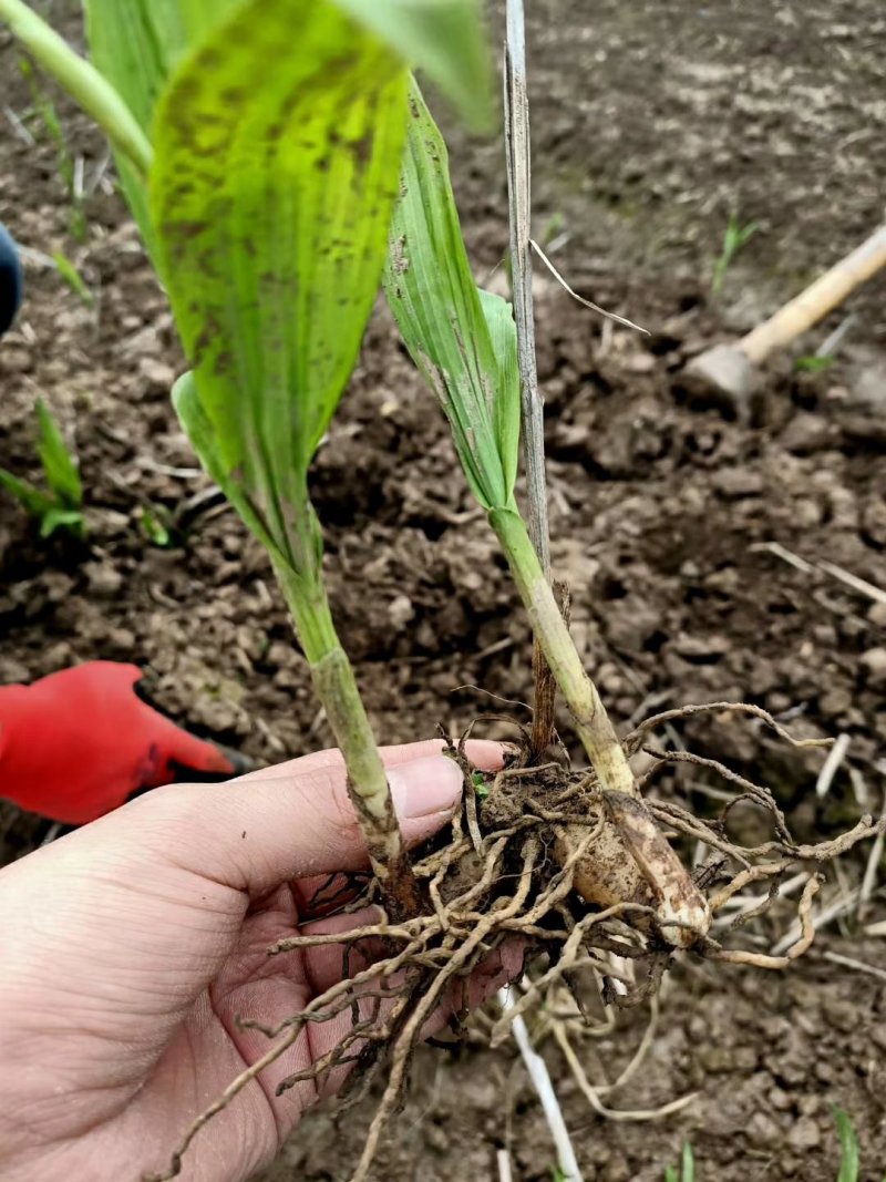 白芨苗紫花宽叶三叉大白芨基地直发安徽紫花三叉白芨