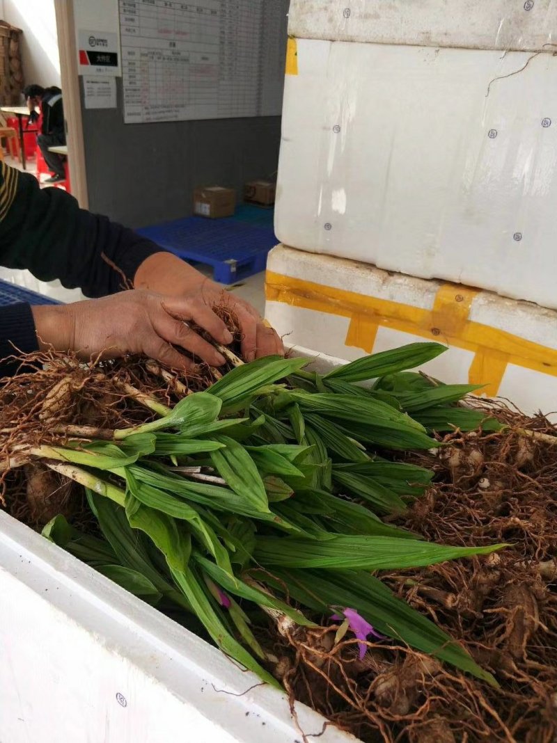 白芨苗紫花宽叶三叉大白芨基地直发安徽紫花三叉白芨