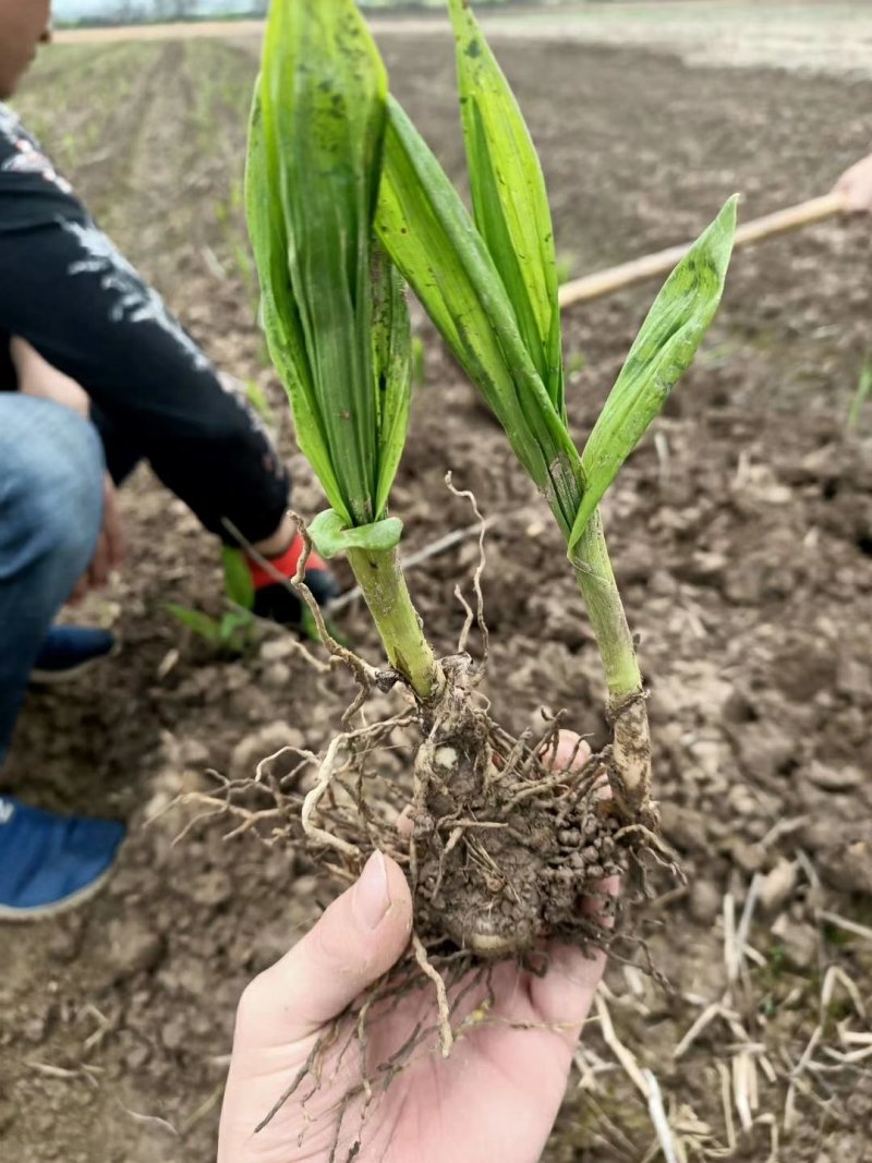 白芨苗紫花宽叶三叉大白芨基地直发安徽紫花三叉白芨