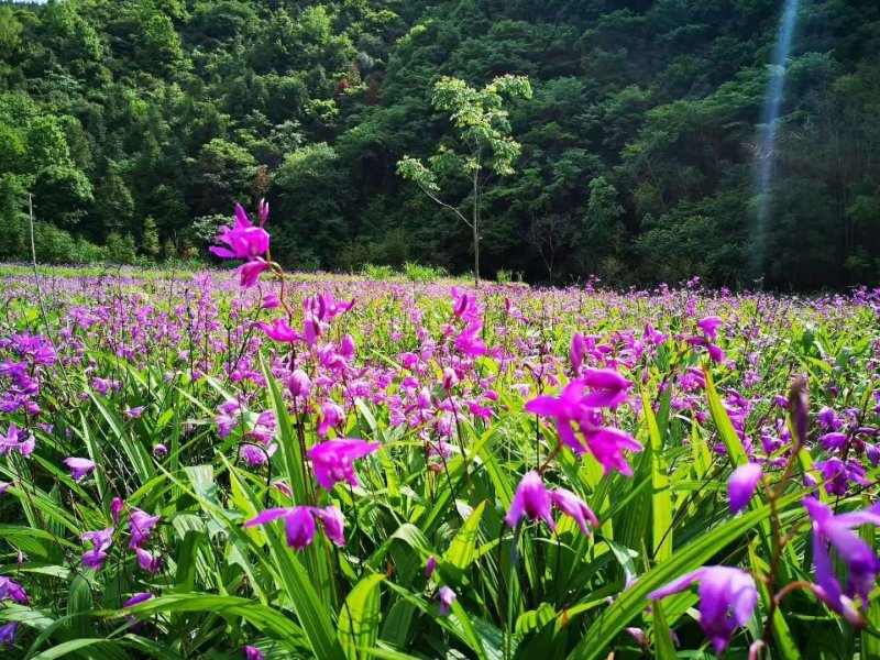 白芨苗紫花宽叶三叉大白芨基地直发安徽紫花三叉白芨