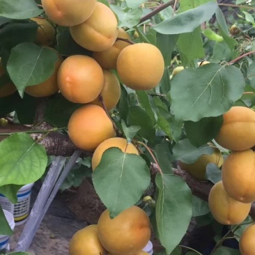 金太阳