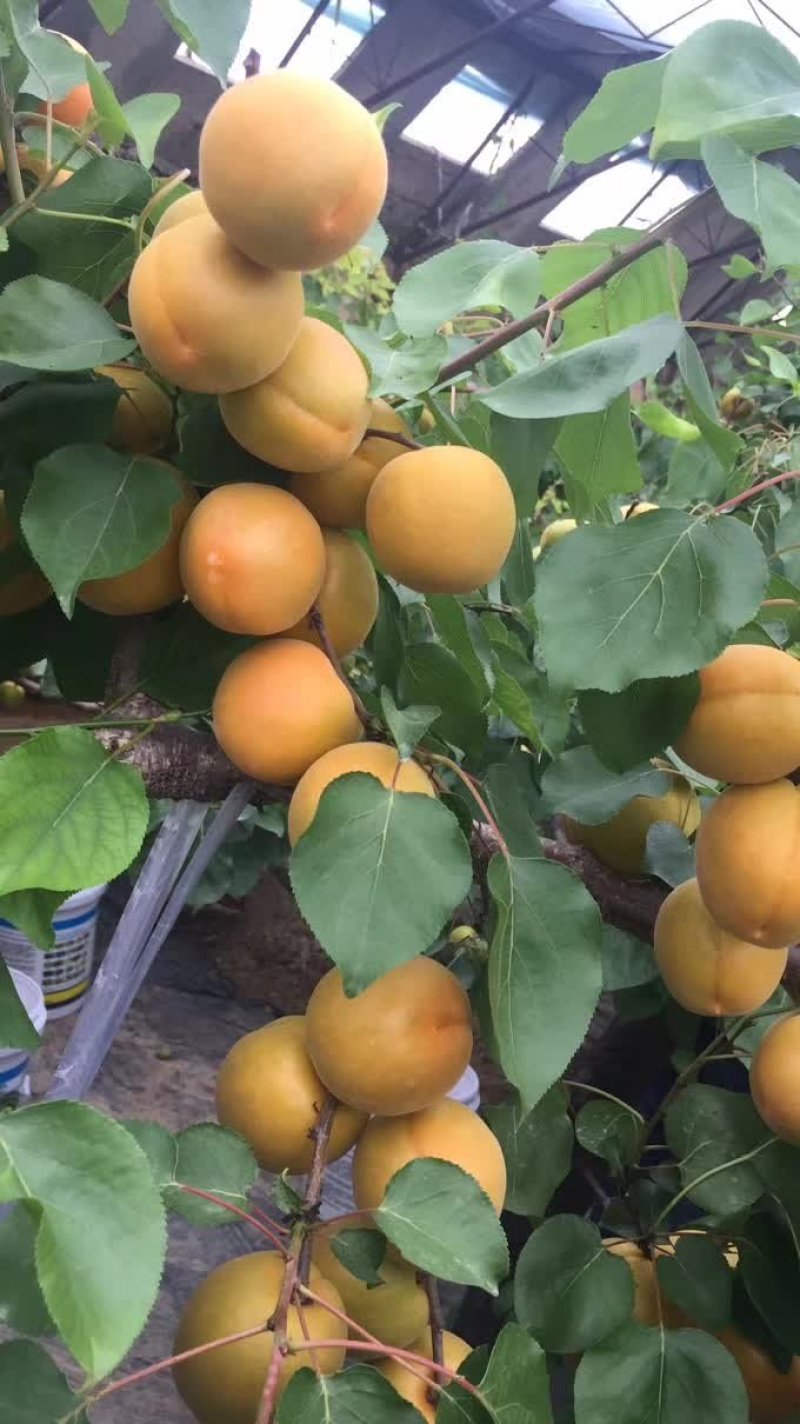金太阳