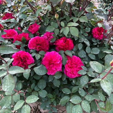 欧月玫瑰花