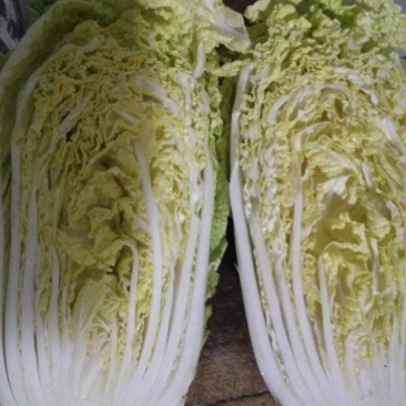 精品娃娃菜供应量大，价低不烧芯