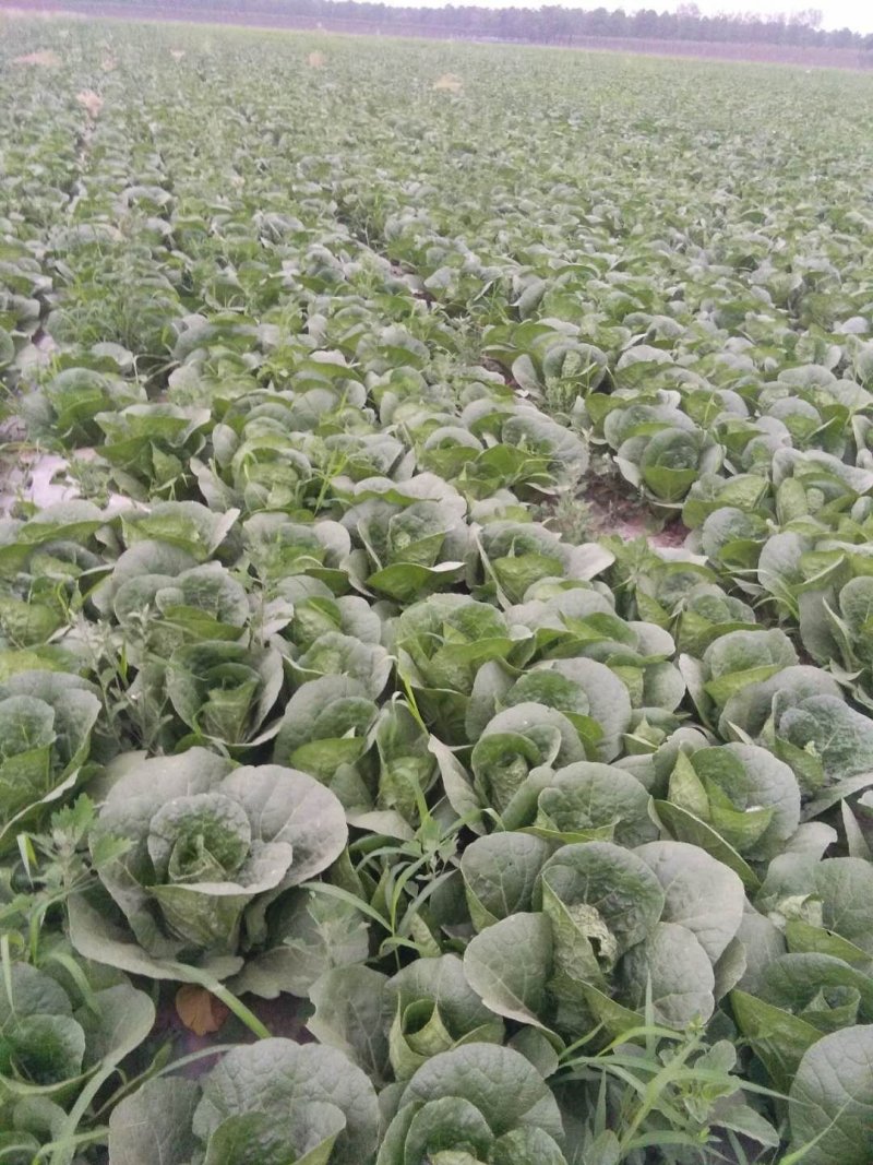 精品娃娃菜供应量大，价低不烧芯