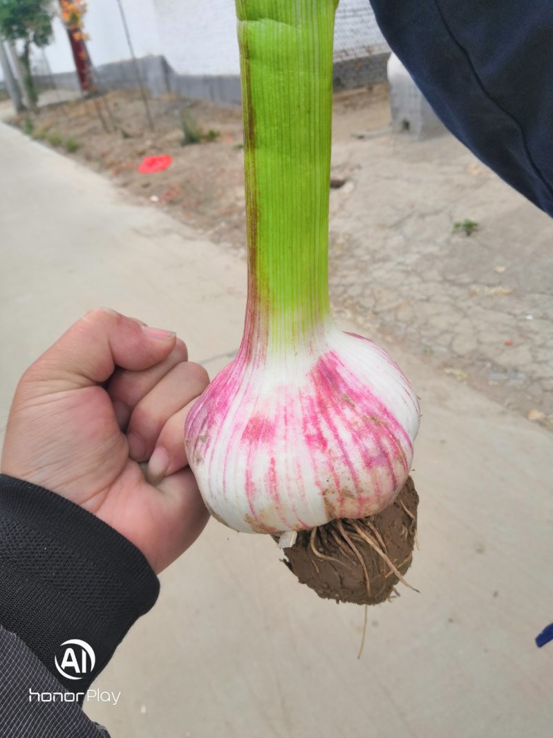 金乡太空蒜，皮紫红亮，做包装发市场之佳品