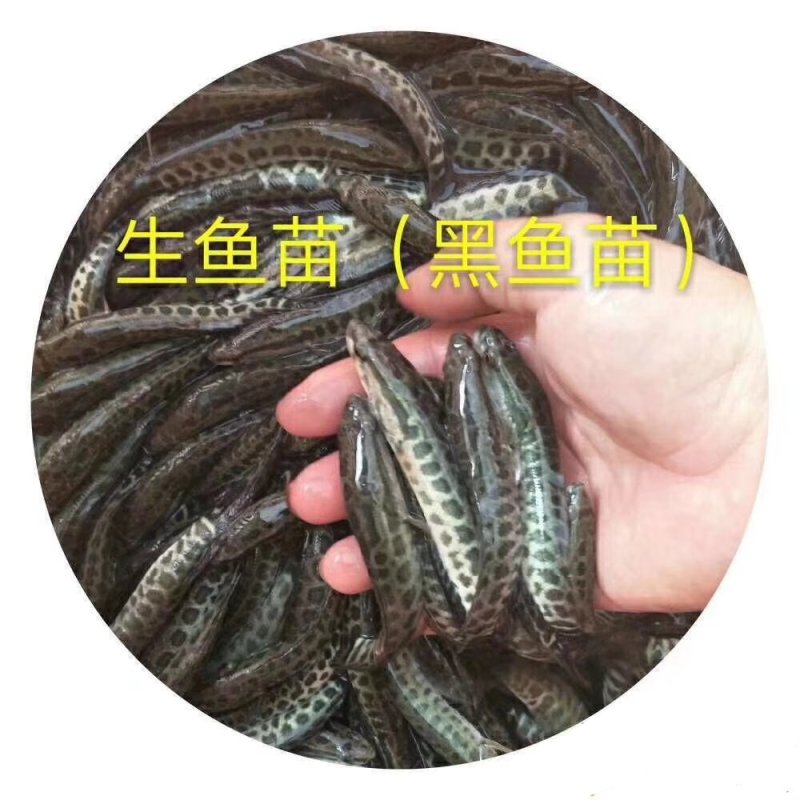 《全国发货》杂交生鱼苗、黑鱼苗、鳢鱼苗、生鱼苗