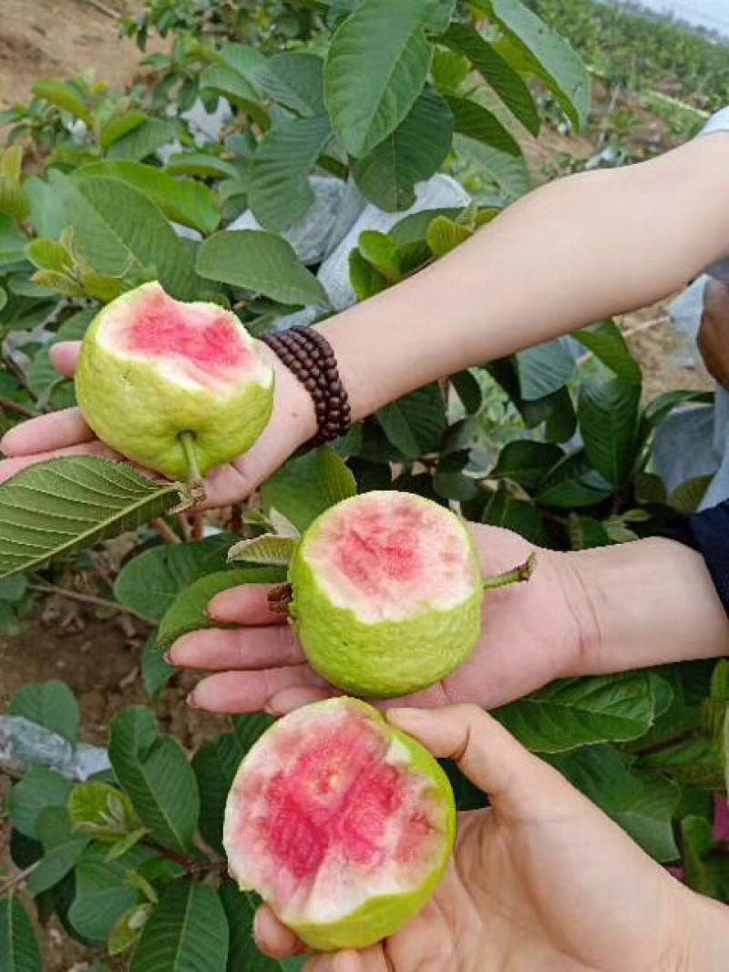 红宝石番石榴苗正品嫁接苗当年种植当年结果