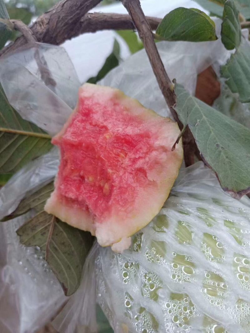 红宝石番石榴苗正品嫁接苗当年种植当年结果