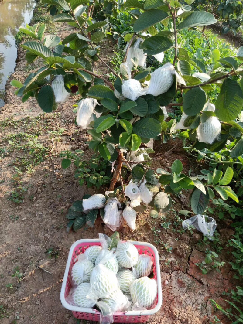 红宝石番石榴苗正品嫁接苗当年种植当年结果