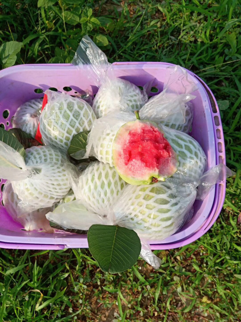 红宝石番石榴苗正品嫁接苗当年种植当年结果