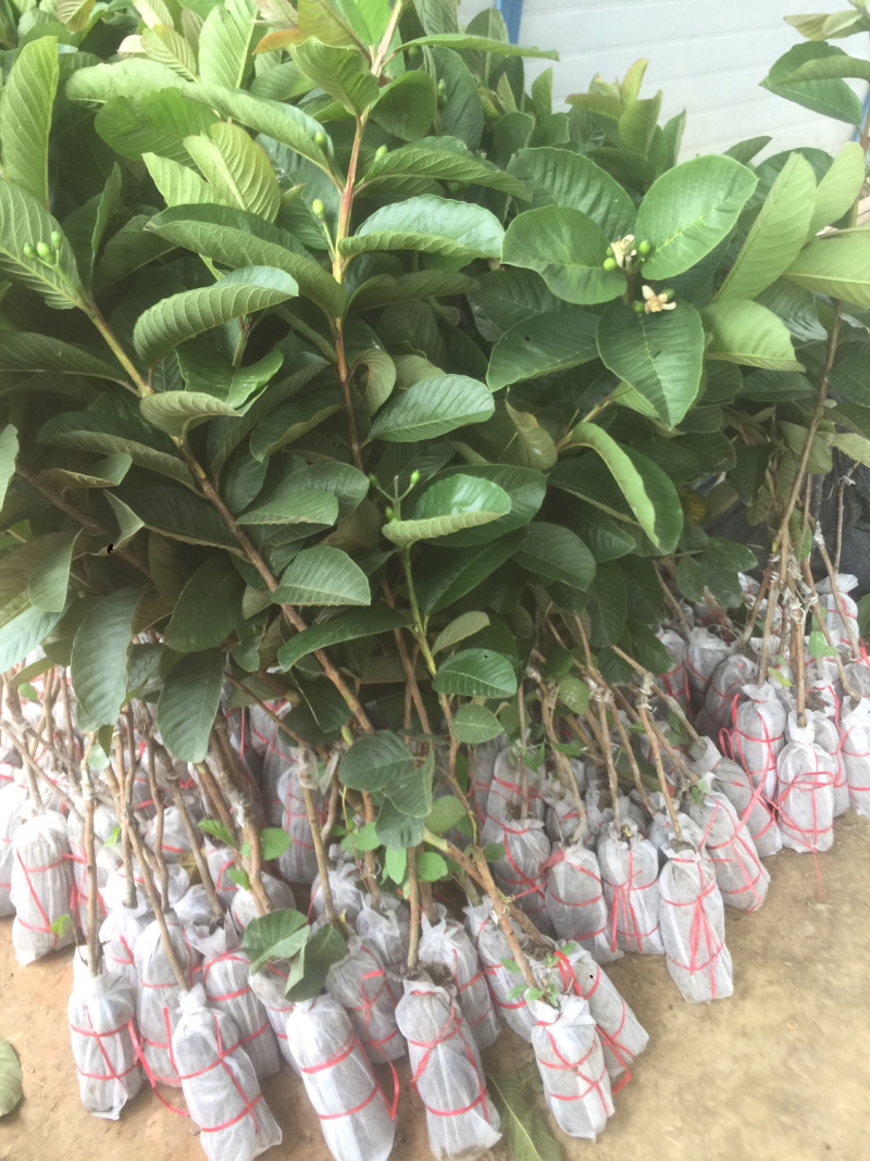 红宝石番石榴苗正品嫁接苗当年种植当年结果