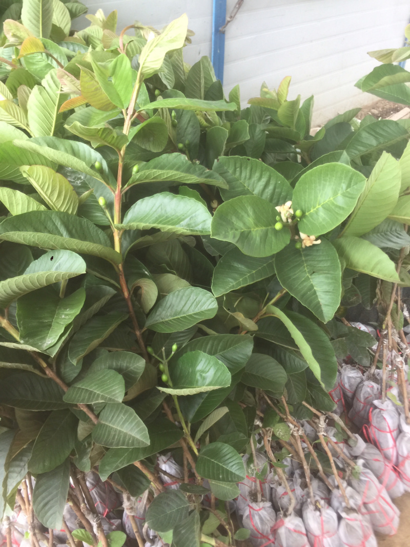 红宝石番石榴苗正品嫁接苗当年种植当年结果