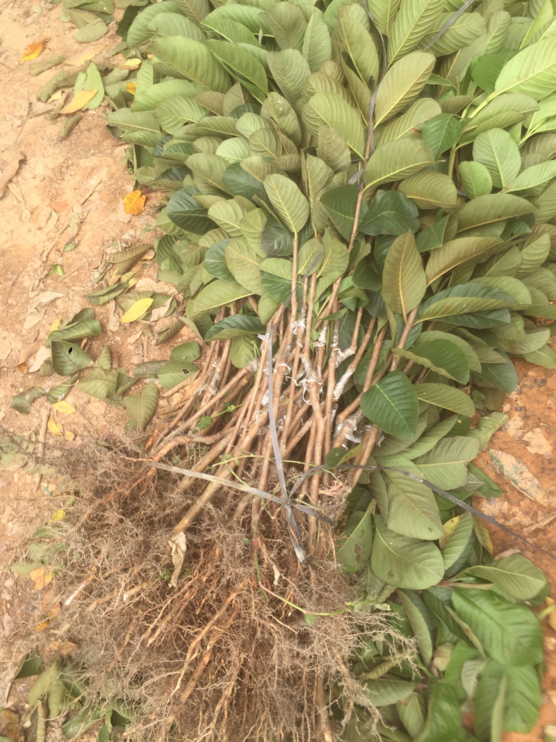 红宝石番石榴苗正品嫁接苗当年种植当年结果