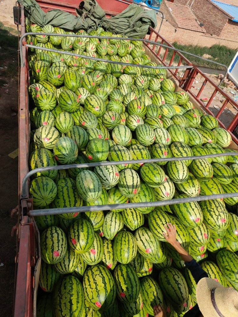 基地直供【金花一号硒砂瓜】质量保证量大从优