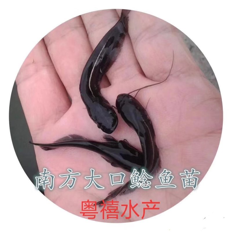 《全国发货》南方大口鲶鱼苗杂交大口鲶鱼苗