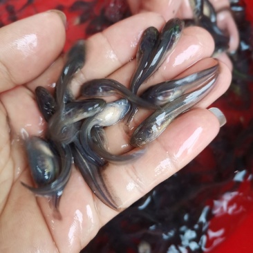 《全国发货》南方大口鲶鱼苗杂交大口鲶鱼苗