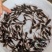 《全国发货》南方大口鲶鱼苗杂交大口鲶鱼苗