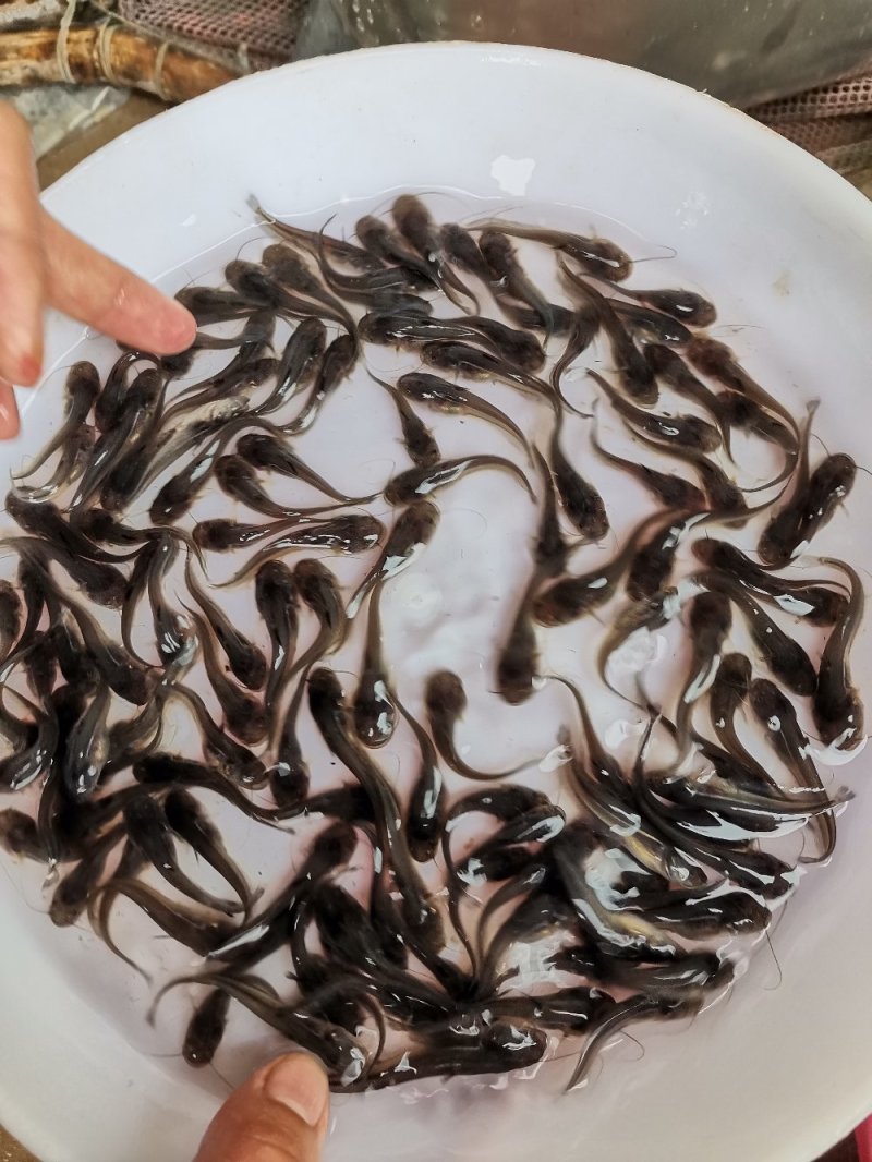 《全国发货》南方大口鲶鱼苗杂交大口鲶鱼苗