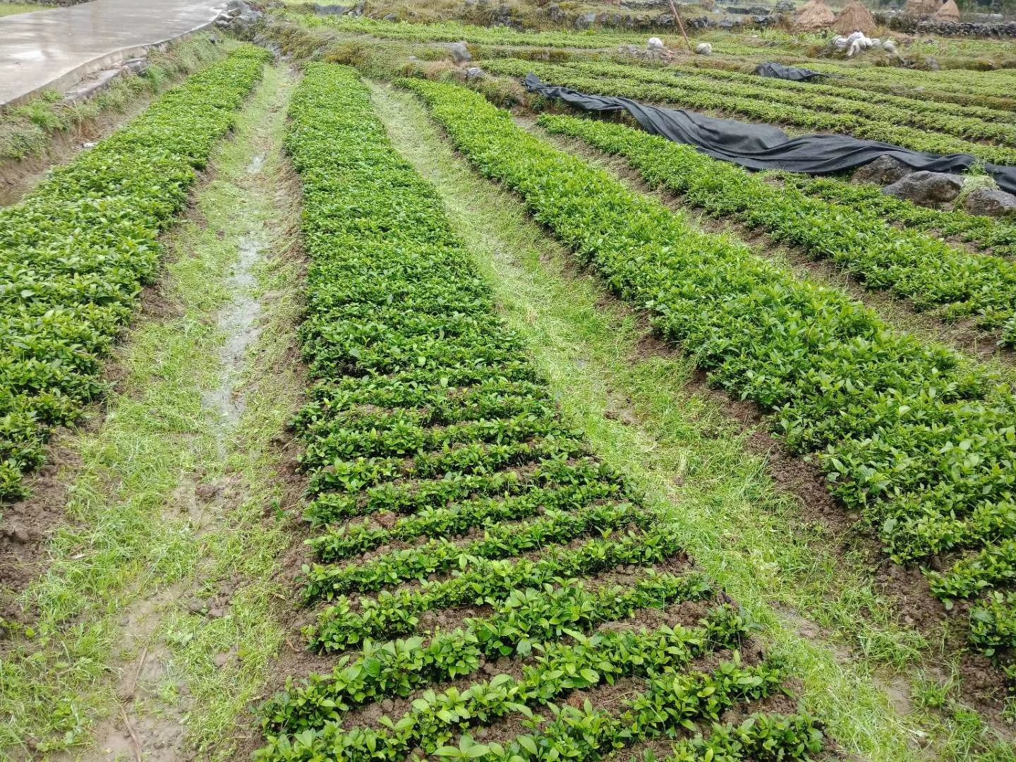 南板蓝根幼苗(种植加工回收)量大从优重要的是种一年管3年