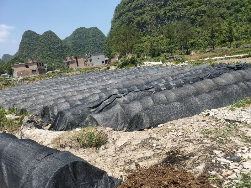 南板蓝根幼苗