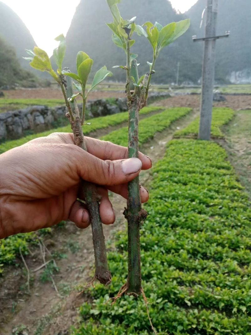 南板蓝根幼苗（种植加工回收）量大从优重要的是种一年管3年