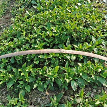 南板蓝根幼苗（种植加工回收）量大从优重要的是种一年管3年