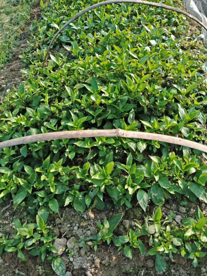 南板蓝根幼苗（种植加工回收）量大从优重要的是种一年管3年