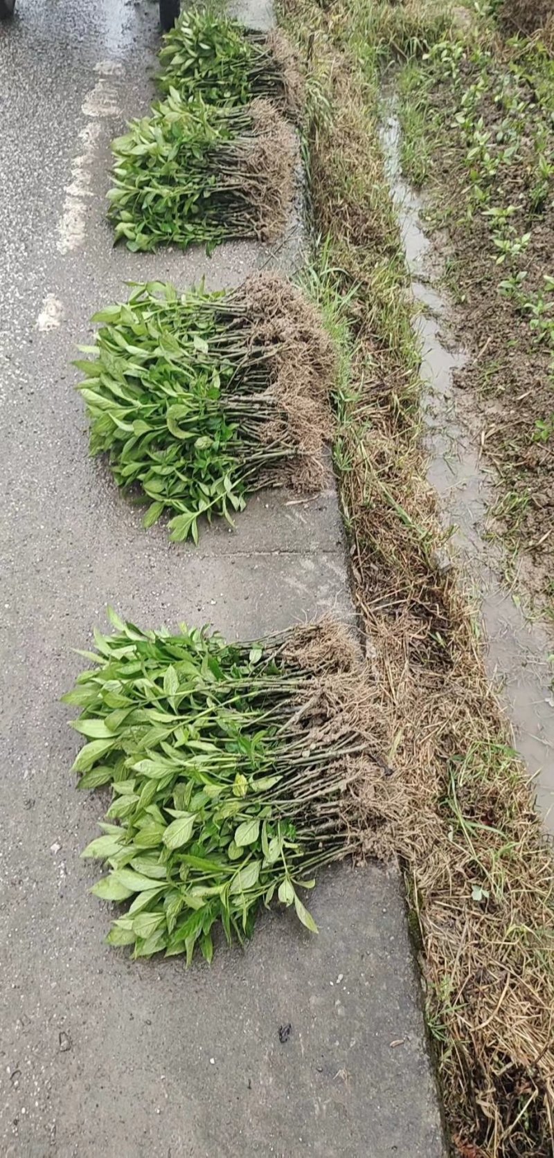 南板蓝根幼苗（种植加工回收）量大从优重要的是种一年管3年