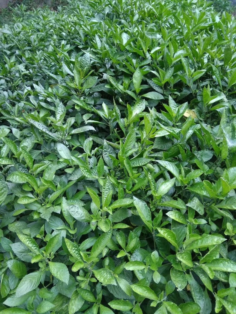 南板蓝根幼苗（种植加工回收）量大从优重要的是种一年管3年