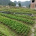 南板蓝根幼苗（种植加工回收）量大从优重要的是种一年管3年