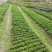 南板蓝根幼苗（种植加工回收）量大从优重要的是种一年管3年