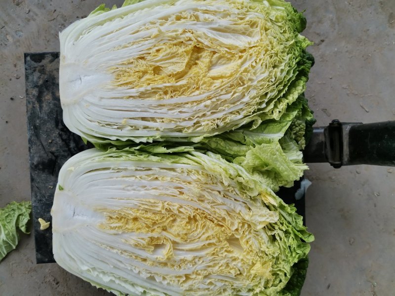 黄心大白菜