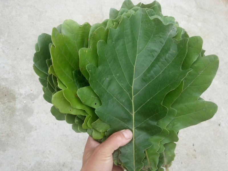 粽叶槲叶槲树叶子菠萝叶圆粽叶端午粽叶干叶鲜叶
