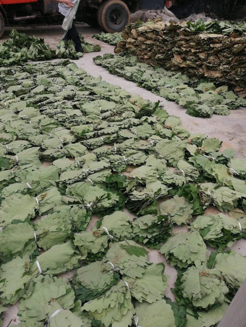 粽叶槲叶槲树叶子菠萝叶圆粽叶端午粽叶干叶鲜叶