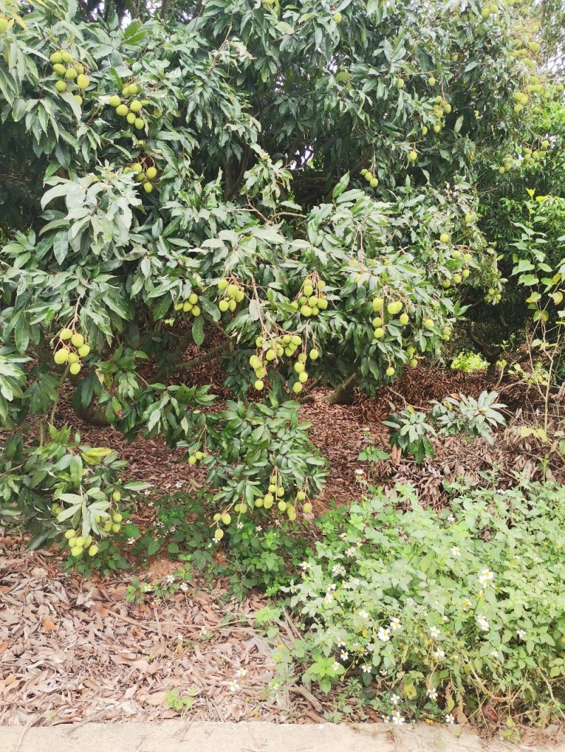 荔枝