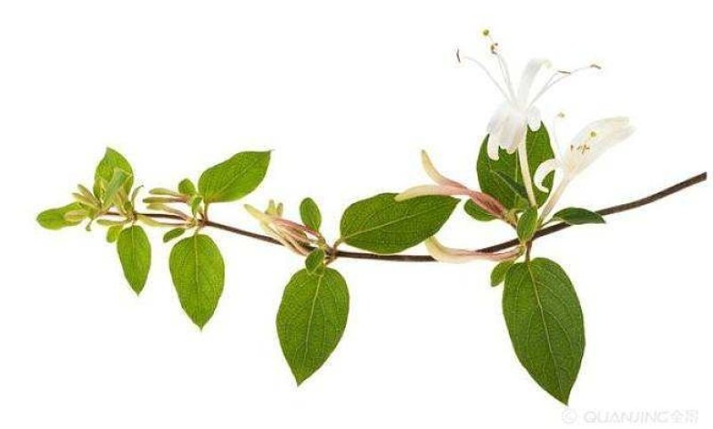 金银花，野生金银花，金银花茶天然含硒！干货批发！