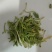 金银花，野生金银花，金银花茶天然含硒！干货批发！